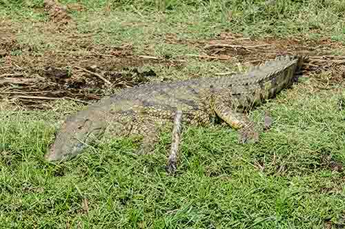 Cocodrilo - parque nacional Queen Elizabeth - Uganda 1.jpg